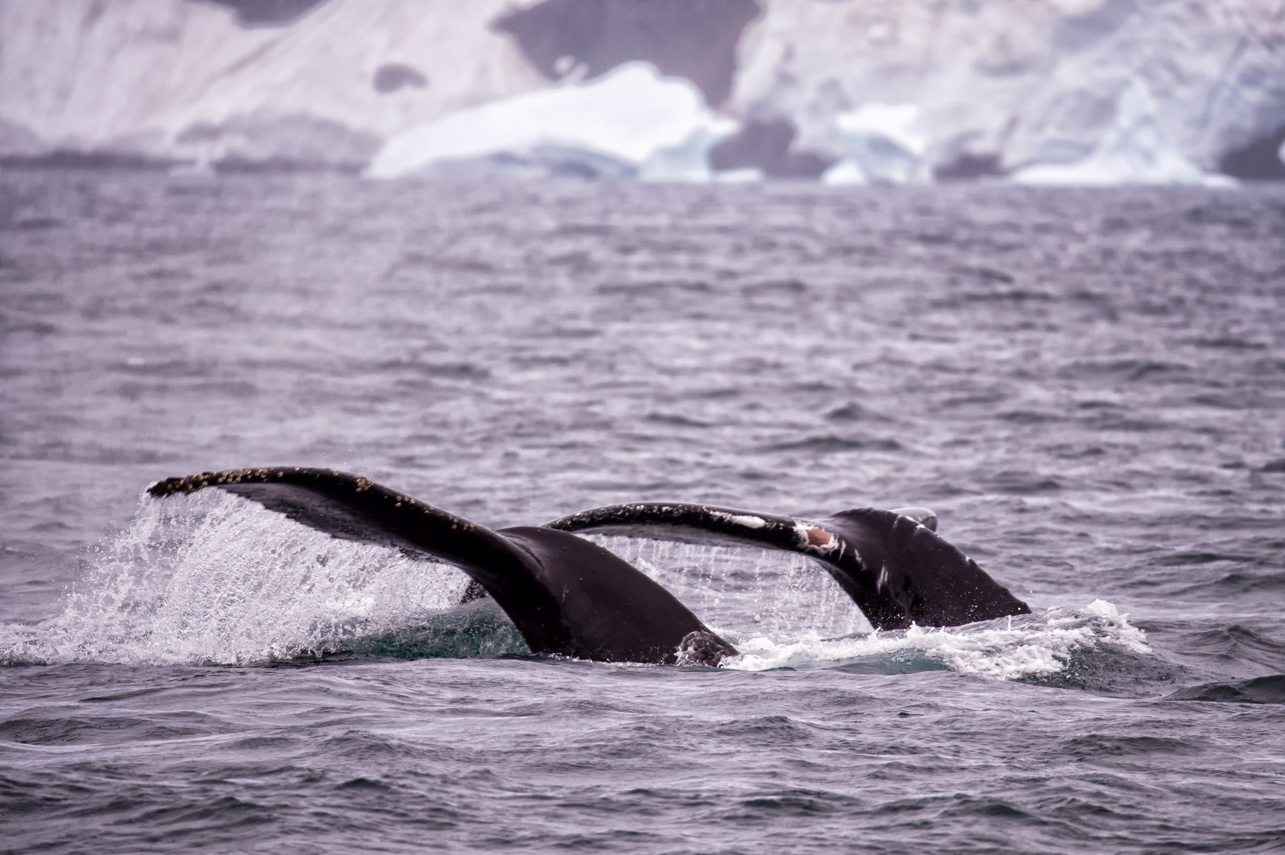 Motor Yacht LEGEND for Charter with SuperYachtsMonaco